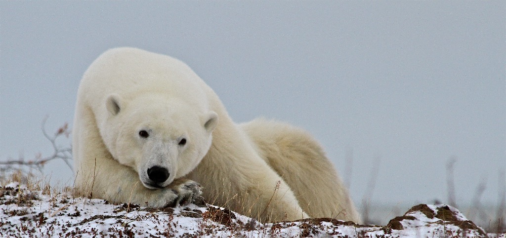 Polar Bear on tundra north of Churchill, Man.