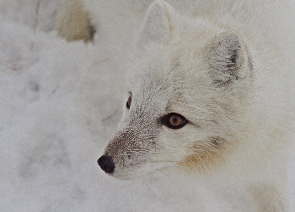 Arctic Fox north of Churchill, Man.