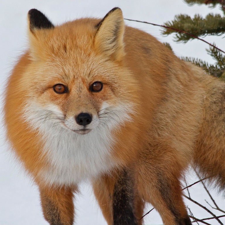 Red Fox near Jasper townsite