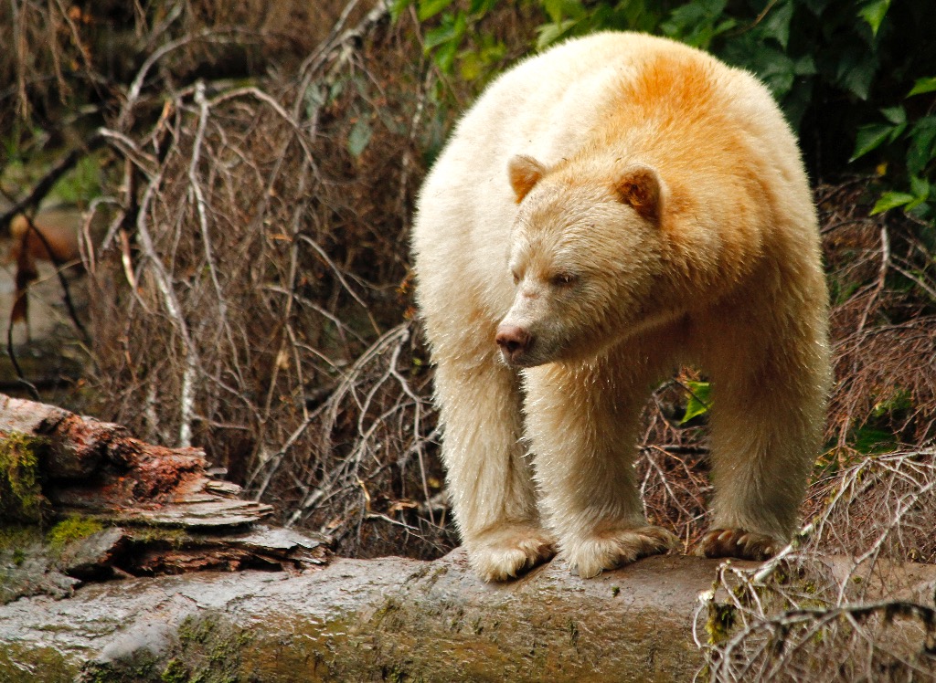 Kermode Bear in Great Bear Rainforest, BC