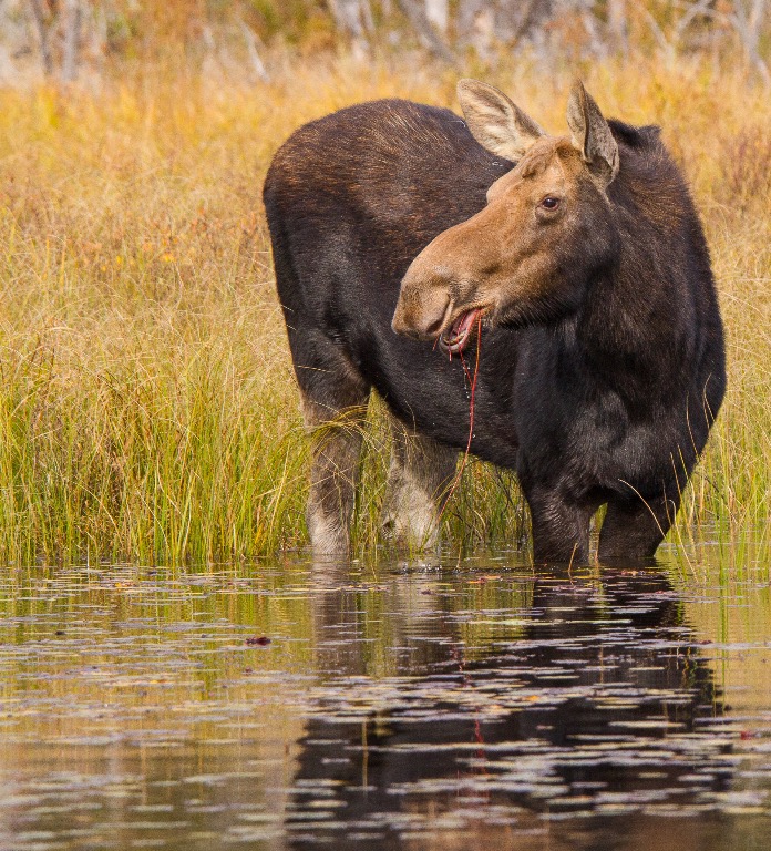 Moose in Algonquin Park, BC